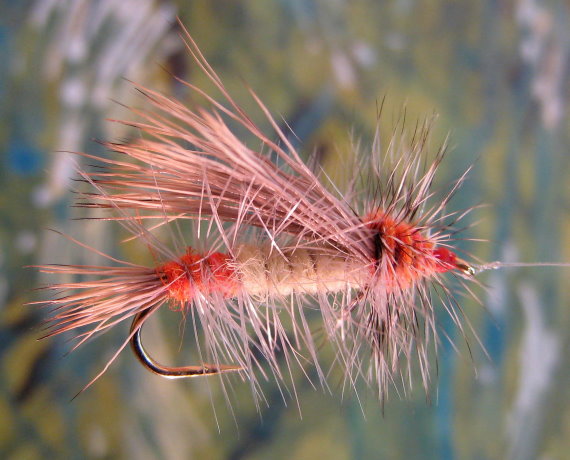 Enlarged view of image