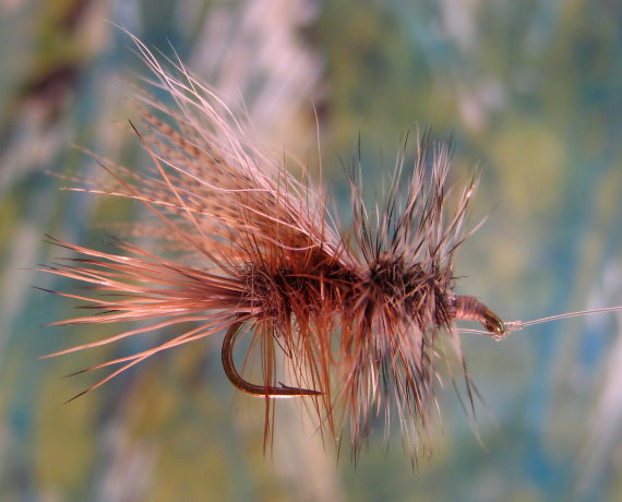 Enlarged view of image